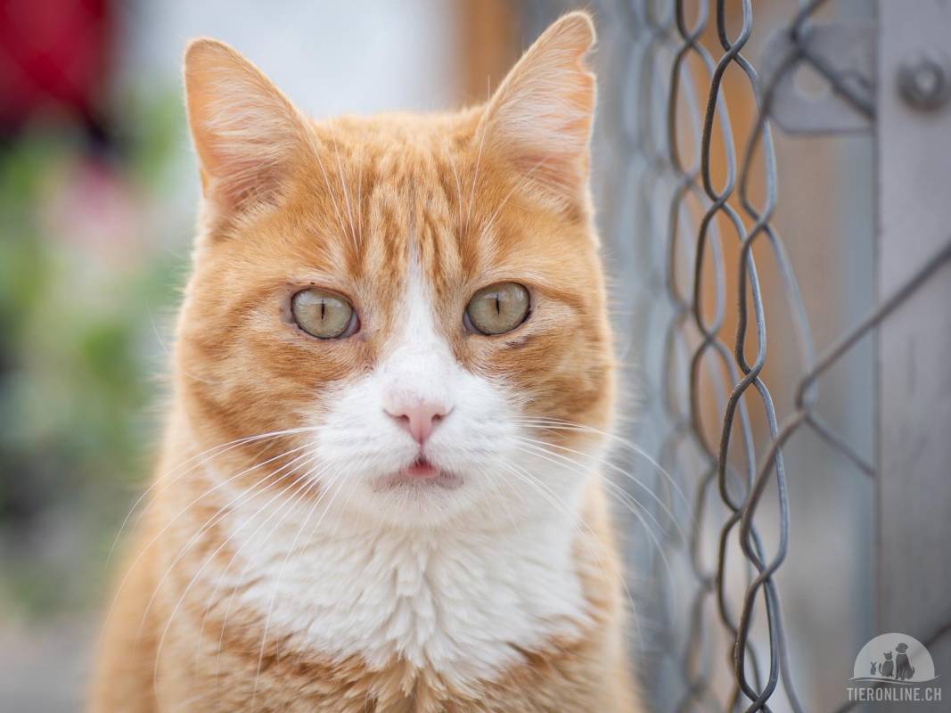 Kuschelbär Simba (FIV+): Wunderschöner, rot-weisser Kater sucht ein liebevolles Zuhause 🐾