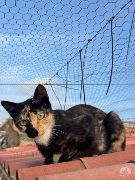 Katzen Ausland