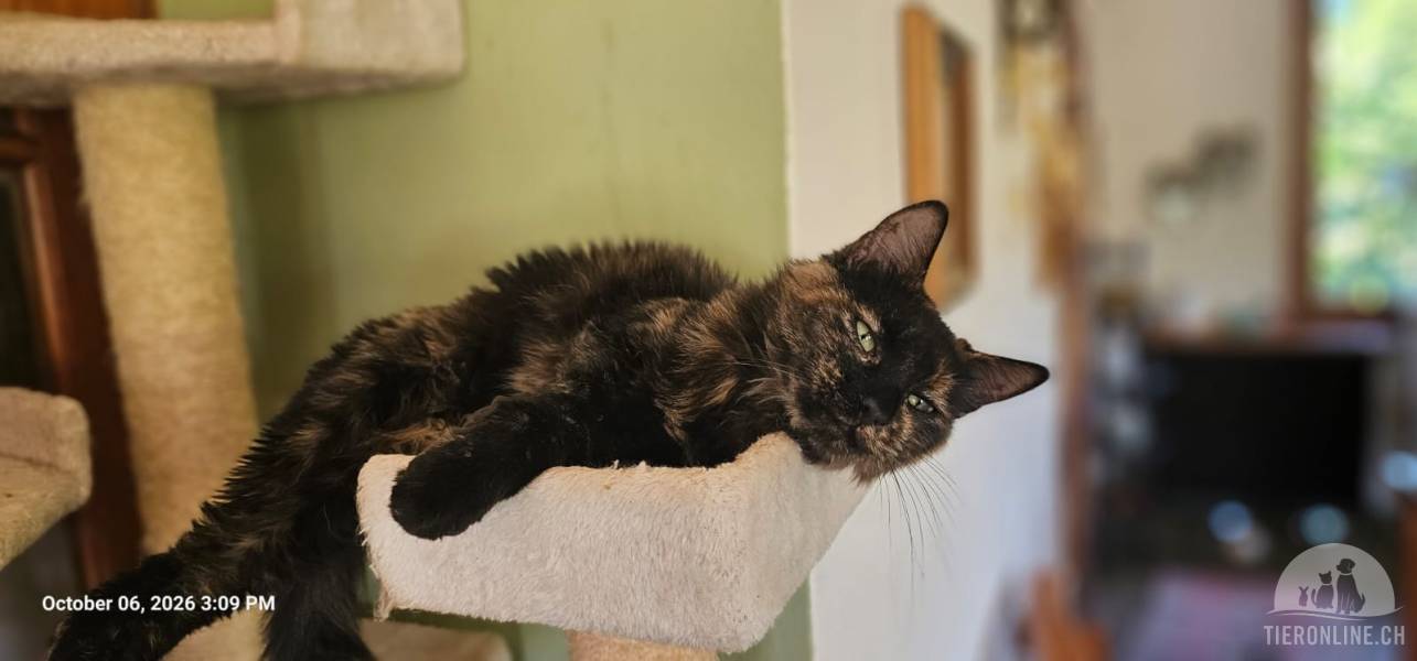 Katzen Ausland