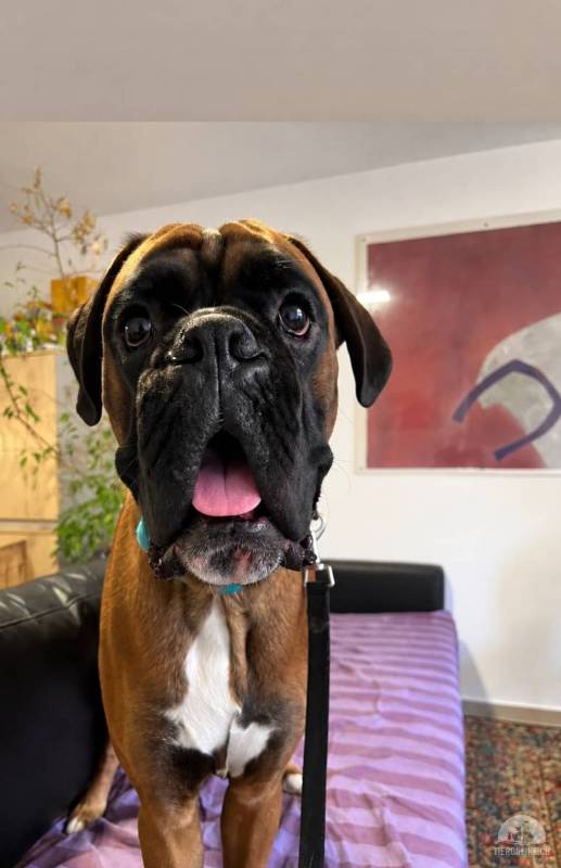 ATLAS - Boxer 5 Jahre alt