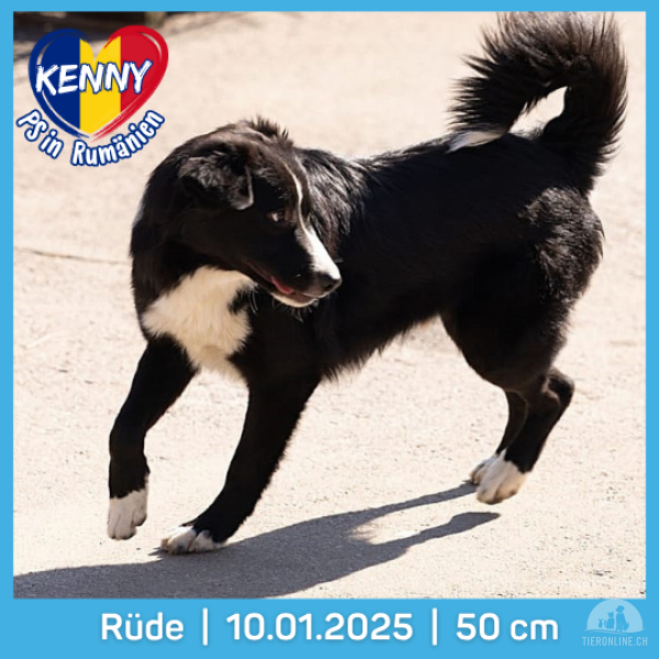Hunde Ausland