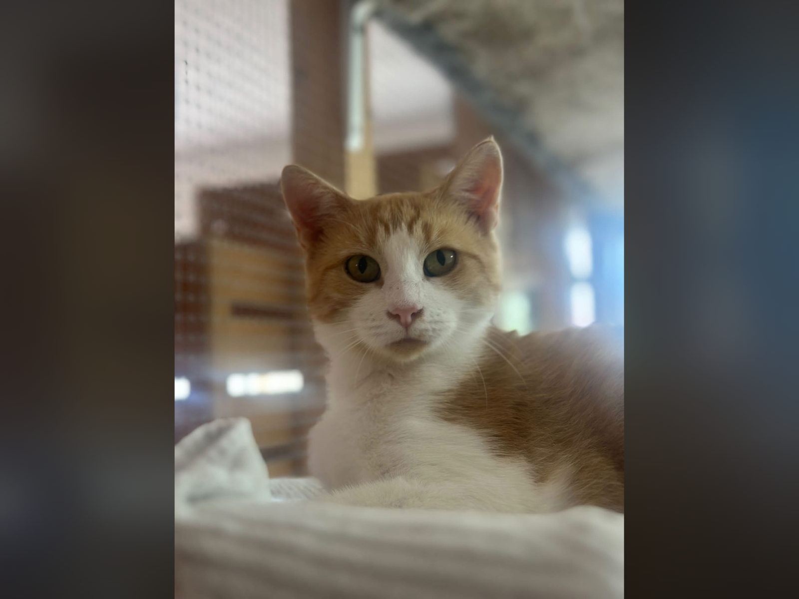 Liebevolles Zuhause für …, EHK – Katze zur Adoption in Nottwil (LU)