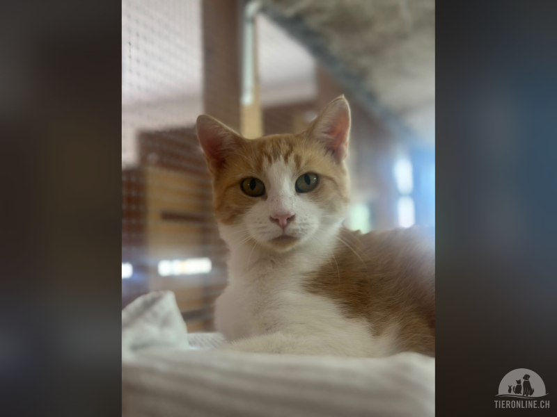Katzen Schweiz