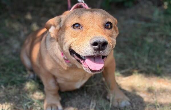 Sarolta-3, Mix – Hund zur Adoption im Kanton Zürich
