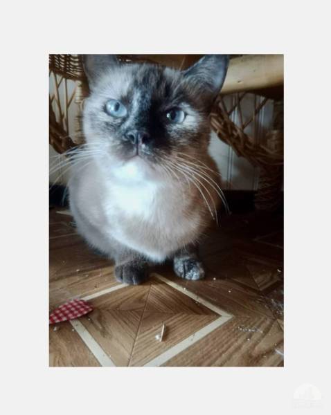 Katzen Ausland