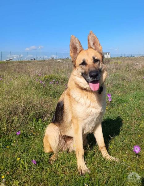 Hunde Ausland