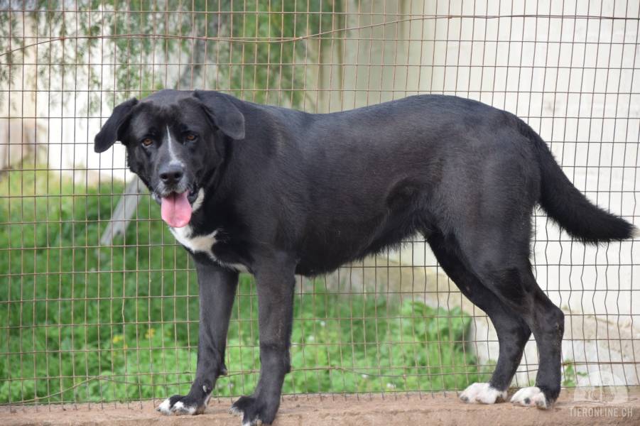 Hunde Ausland