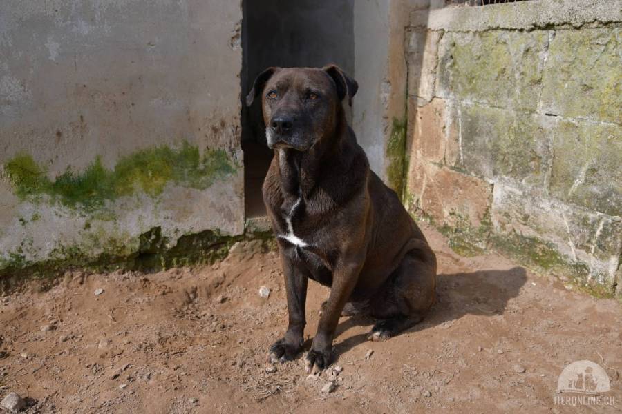Hunde Ausland