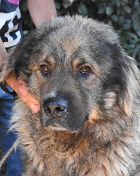Hunde Ausland