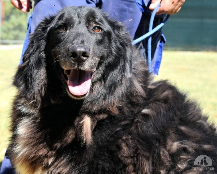 Hunde Ausland