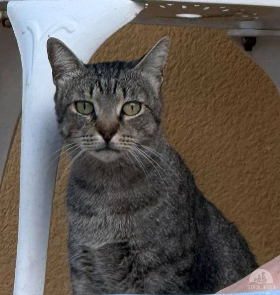 Katzen Ausland
