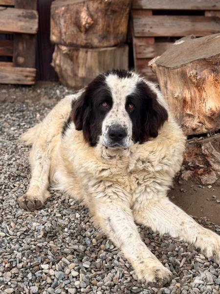 Hunde Ausland