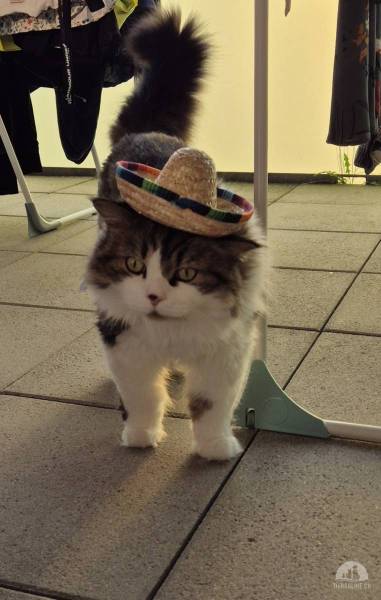Katzen Schweiz