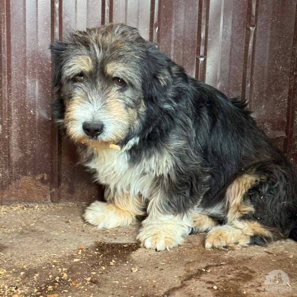 Hunde Ausland