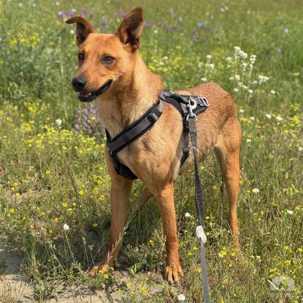 Hunde Ausland