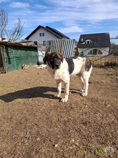 Hunde Ausland