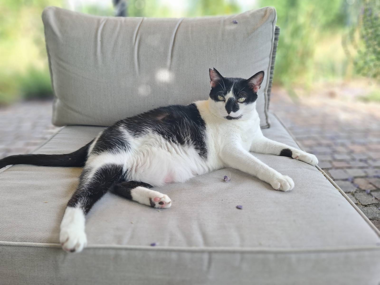 Verzichtskatze, EHK – Katze zur Adoption in Bubikon (ZH)