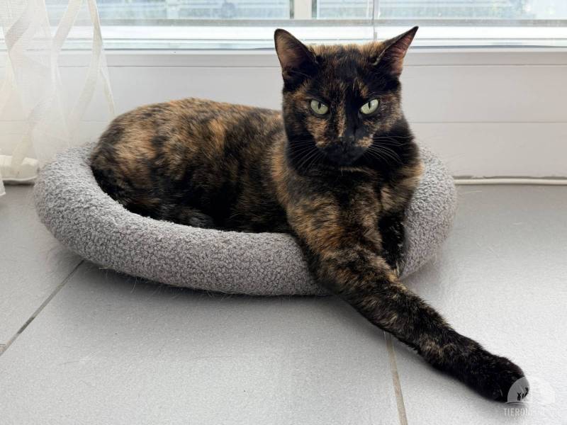 Katzen Schweiz