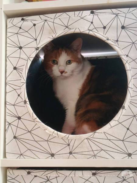 Katzen Schweiz