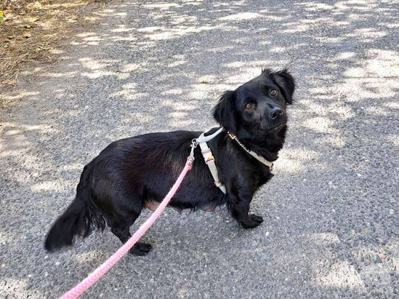 Hunde Ausland