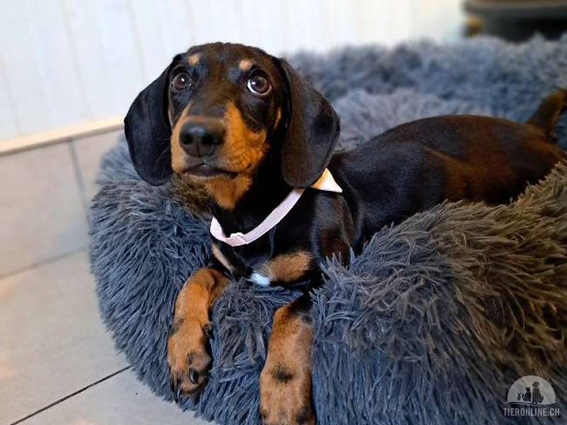 Hunde Ausland