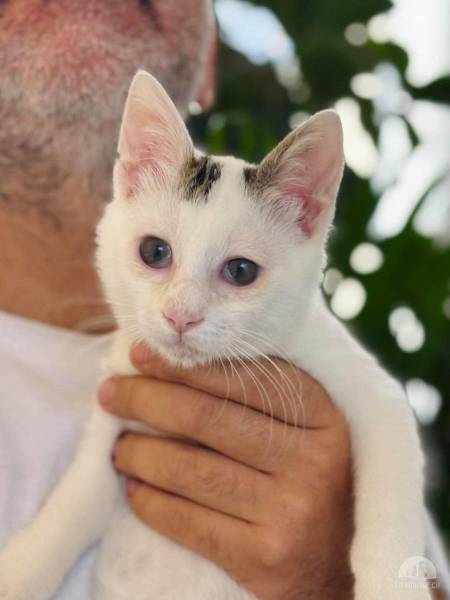 Katzen Ausland