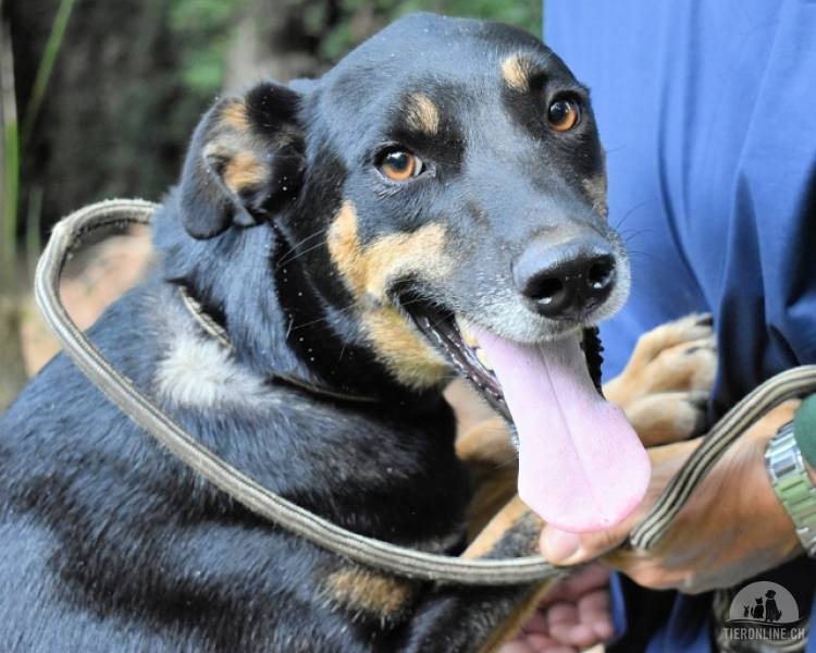 Hunde Ausland