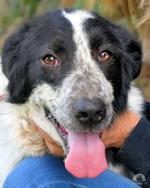 Hunde Ausland