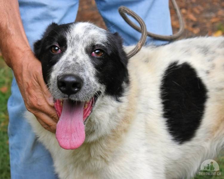 Hunde Ausland