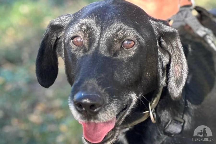 Hunde Schweiz