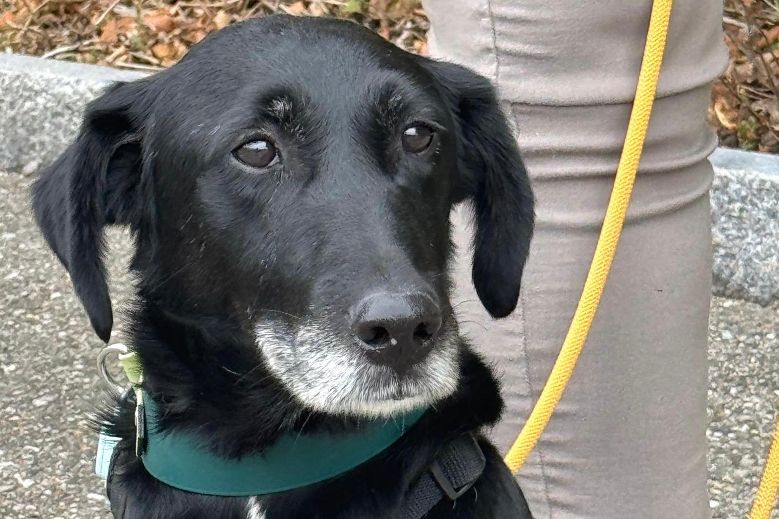 Vandor, Mischling – Hund zur Adoption im Kanton Thurgau