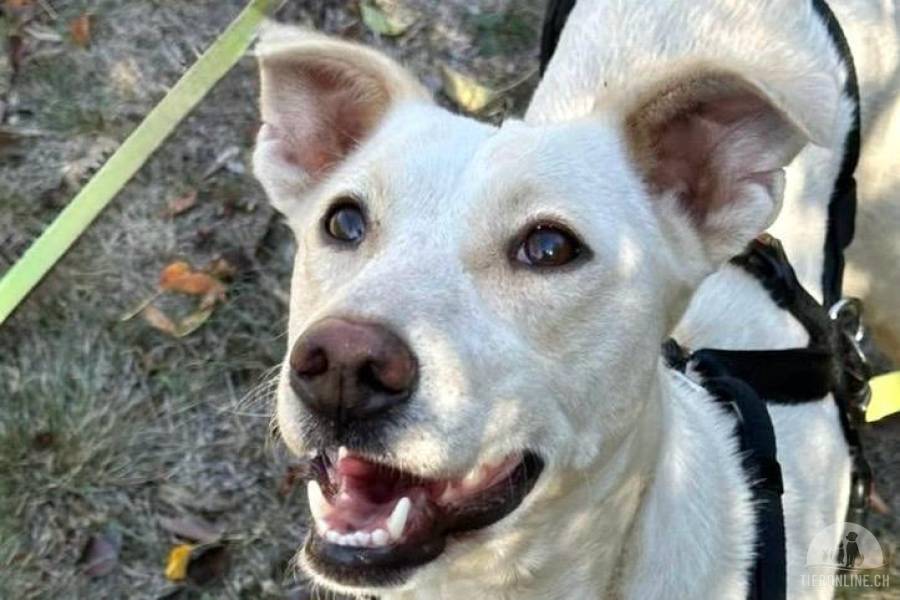Hunde Schweiz