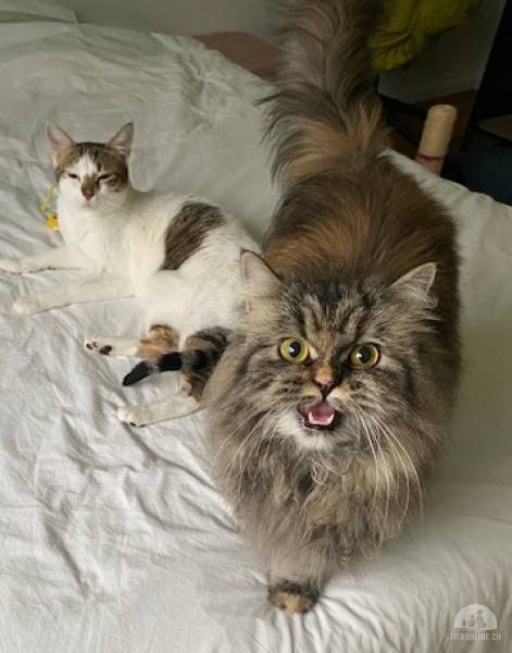 Katzen Schweiz