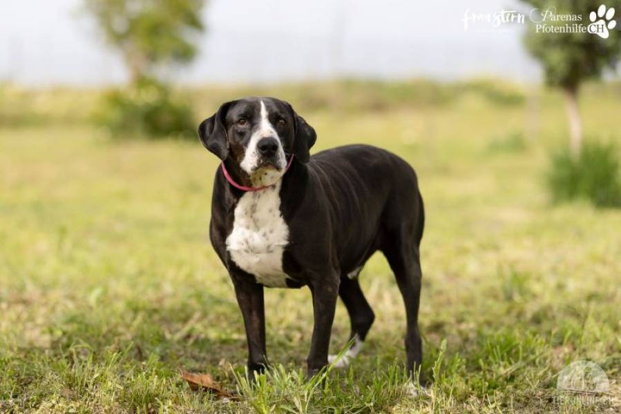 Hunde Ausland