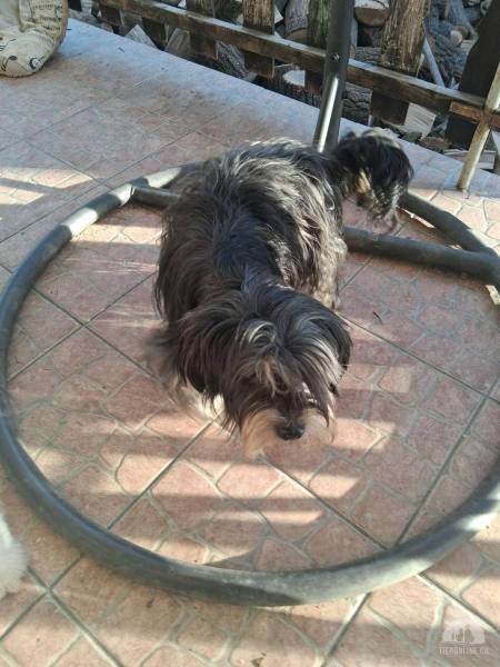 Hunde Ausland