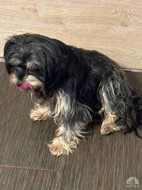 Raffaela, Yorkshire-Terrier-Mix, Hündin, 7 Jahre, ca. 30 cm