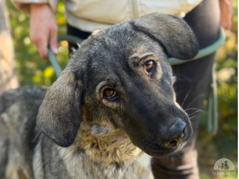 Hunde Ausland