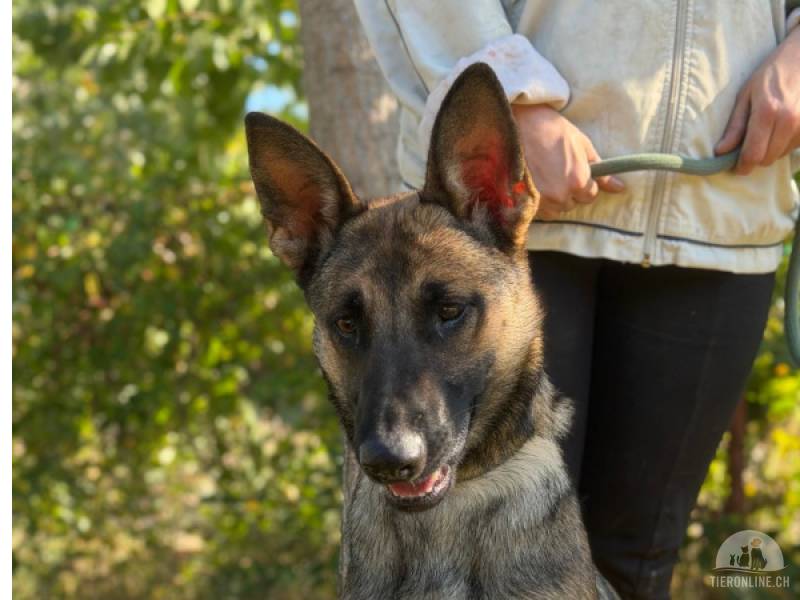 Hunde Ausland