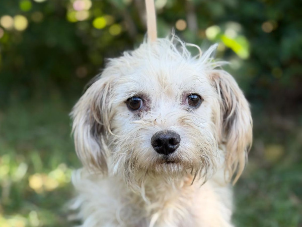 Berke-2, Mix – Hund zur Adoption im Kanton Zürich