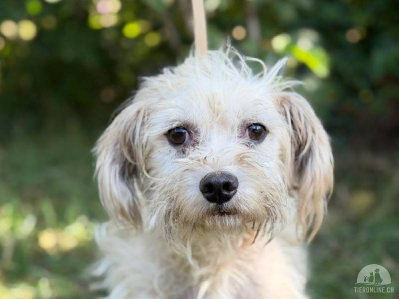 Hunde Schweiz