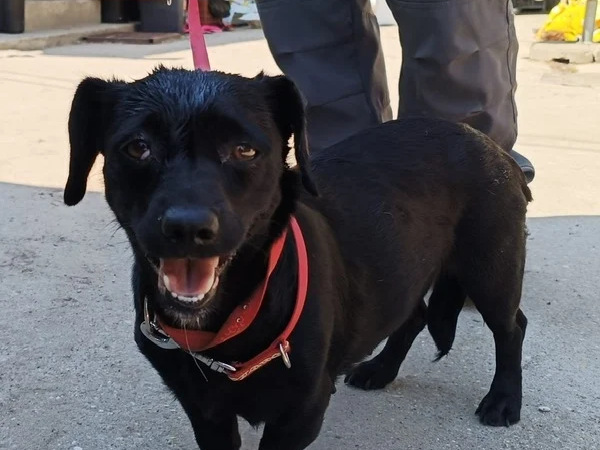 Gauri, Mix – Hund zur Adoption im Kanton Zürich