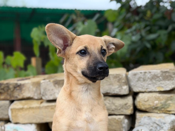 Mirjam, Mix – Hund zur Adoption im Kanton Zürich
