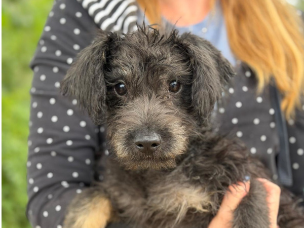 Magic-5, Mix – Hund zur Adoption im Kanton Zürich