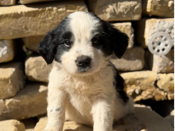 Fino-2, Mix – Hund zur Adoption im Kanton Zürich