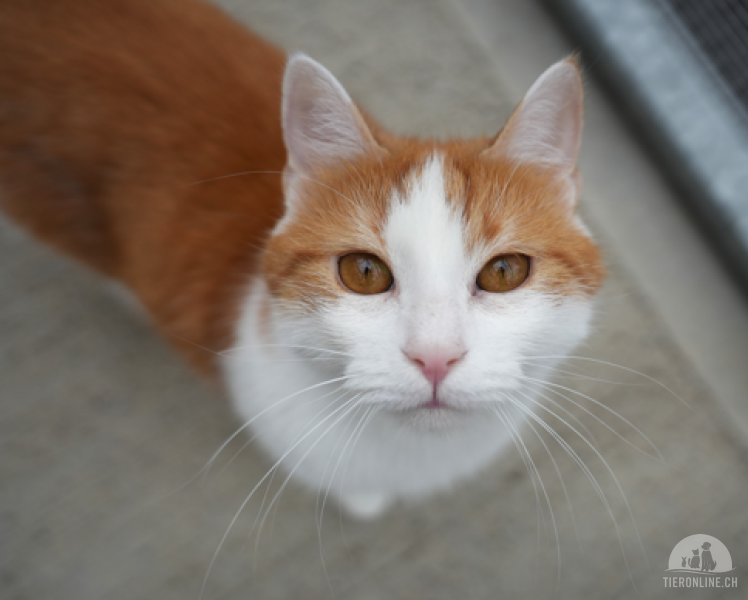 Katzen Schweiz