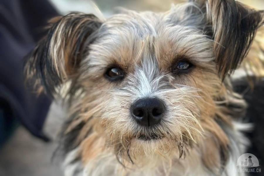 Hunde Ausland
