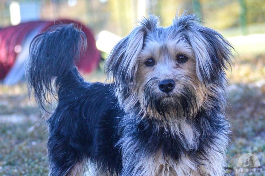Lujza - pfiffige und lustige Terrier-Hündin