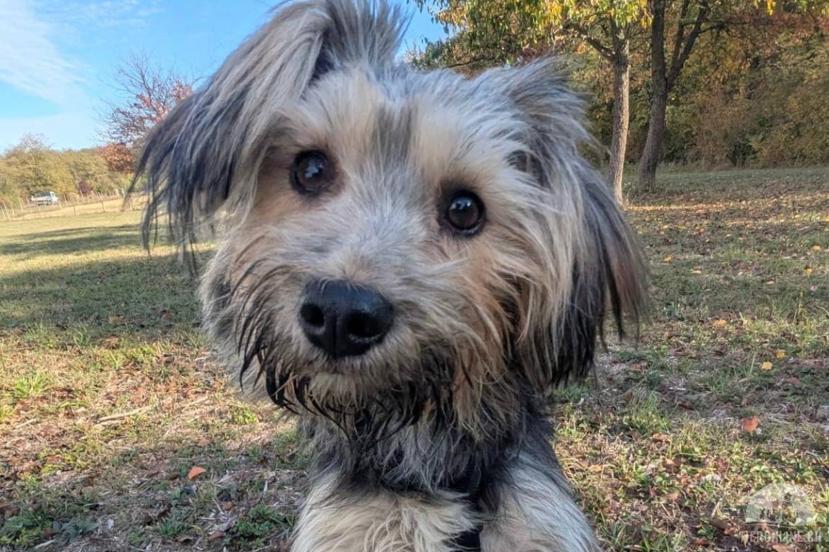 Lujza - pfiffige und lustige Terrier-Hündin