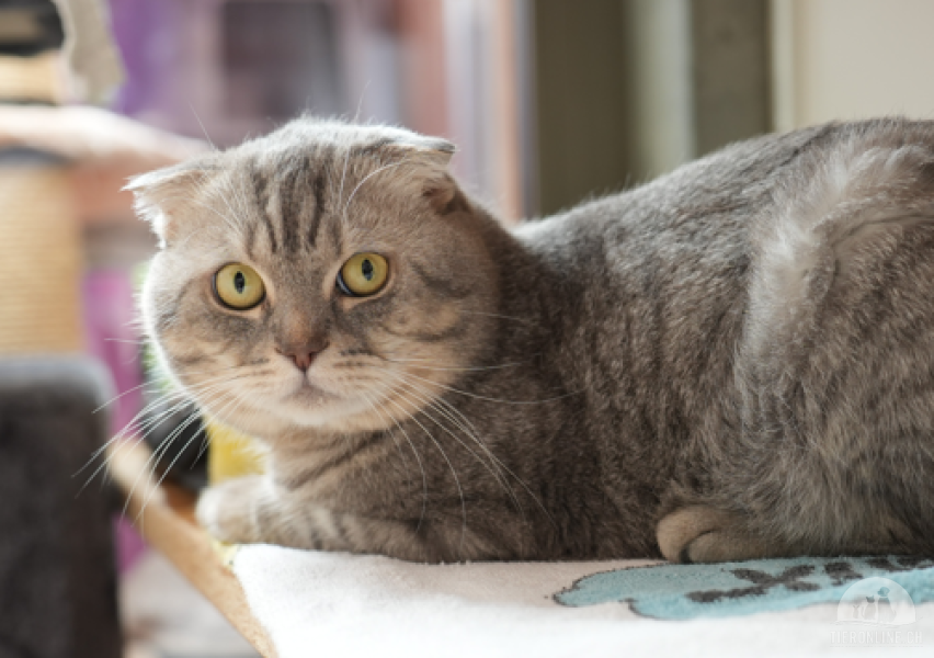 Katzen Schweiz