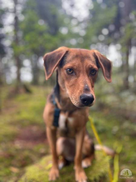 Hunde Deutschland